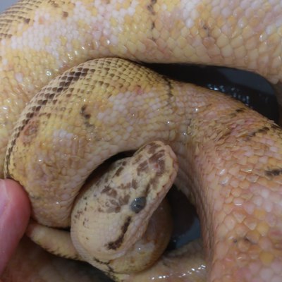 ボールパイソンの水疱病 動物別症例集 動物病院うみとそら 杉並区 中野区 土日対応の動物病院